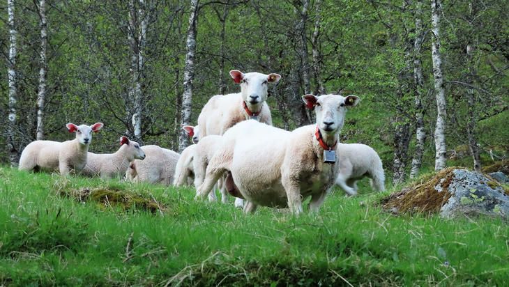Sau og lam på beite. Foto: Kari Mørkve Jordalen Sau og lam på beite. Foto: Kari Mørkve Jordalen