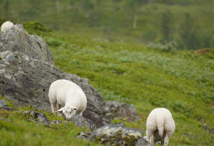 Ein god vår gjev kjøttfulle lammelår. Foto: Linn Hege Engen