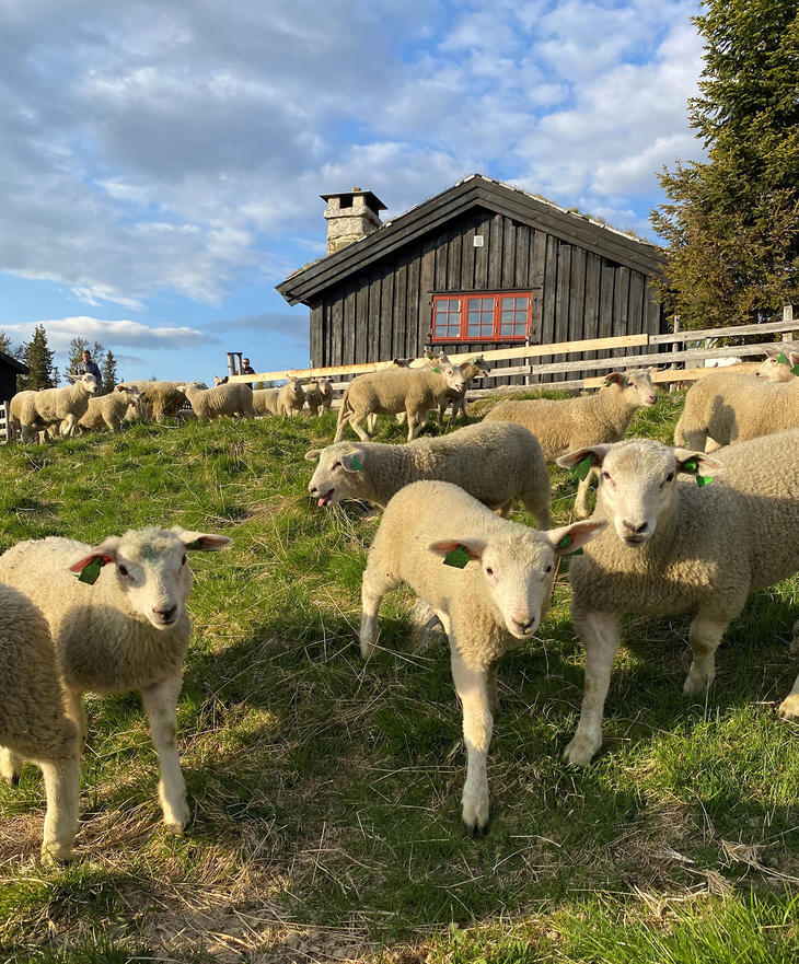 Beiteslipp på Bø-setra 9. juni. Foto: Inger-Lise Sæterbakken Jevne