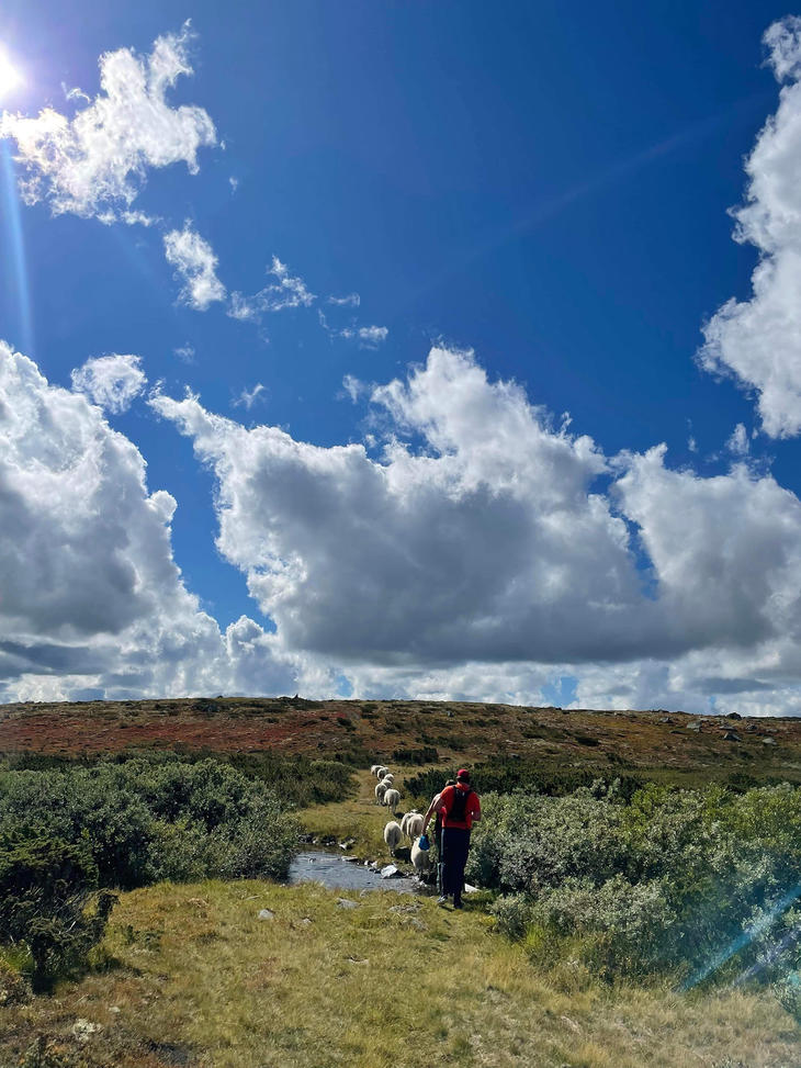 Sauesank i vakre Øyerfjellet. Foto: Inger-Lise Sæterbakken Jevne