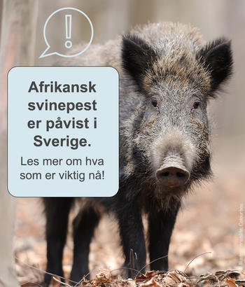 Illustrasjonsbilde fra Mattilsynet