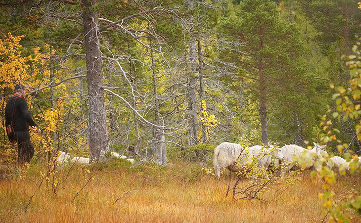 Sanking av lam. Foto: Linn Hege Engen, Nortura Sanking av lam. Foto: Linn Hege Engen, Nortura