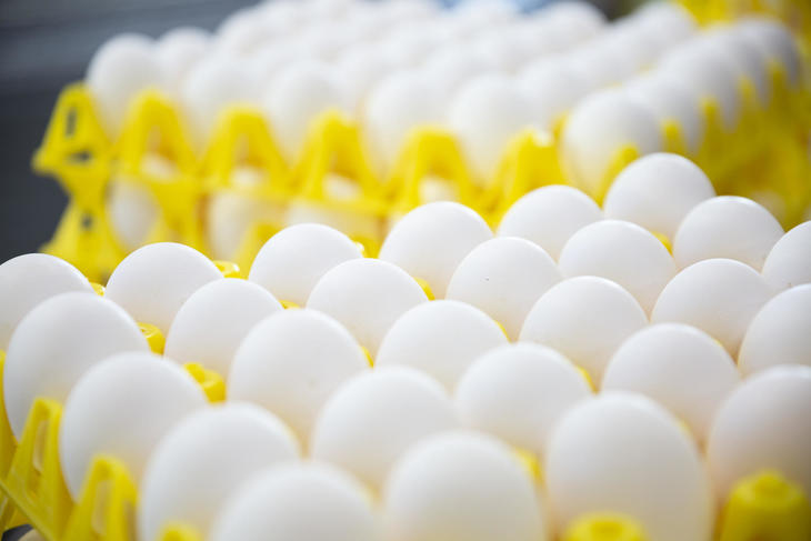 Bilde av hvite egg i store, gule plastbrett Bilde av hvite egg i store, gule plastbrett