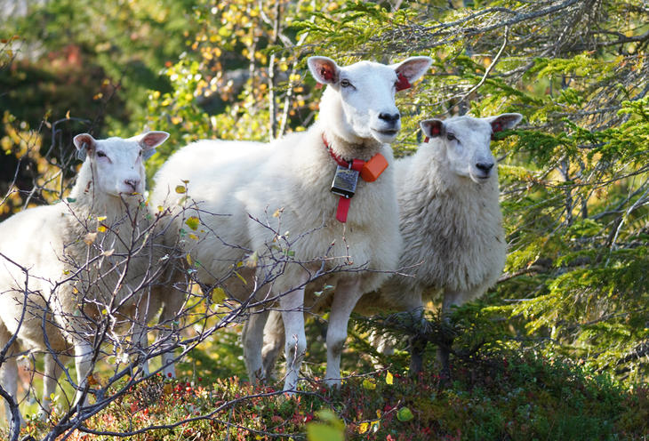 Lam og sau i marka. Foto: Linn Hege Engen Lam og sau i marka. Foto: Linn Hege Engen