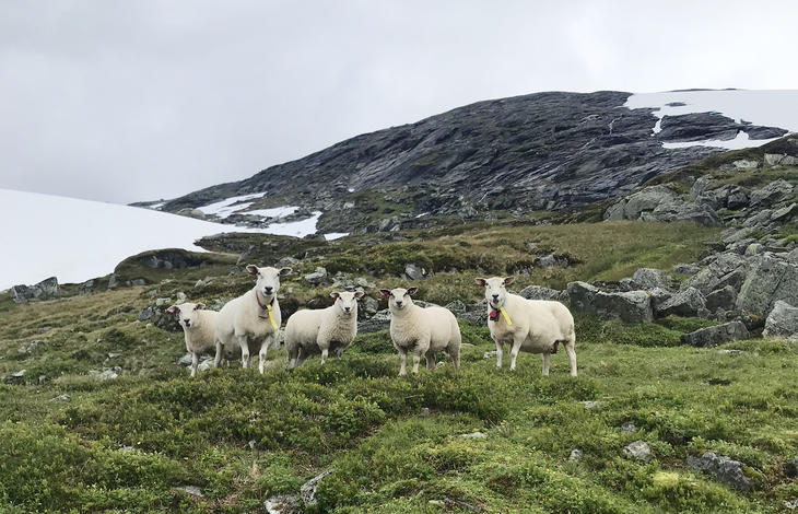 Lam og sau i høgfjellet. Foto: Finn Avdem Lam og sau i høgfjellet. Foto: Finn Avdem