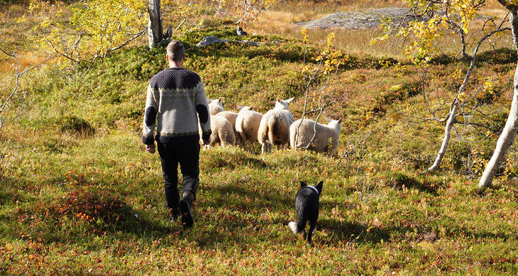 Lammesanking i skogen på høsten. Foto: Linn Hege Engen Lammesanking i skogen på høsten. Foto: Linn Hege Engen