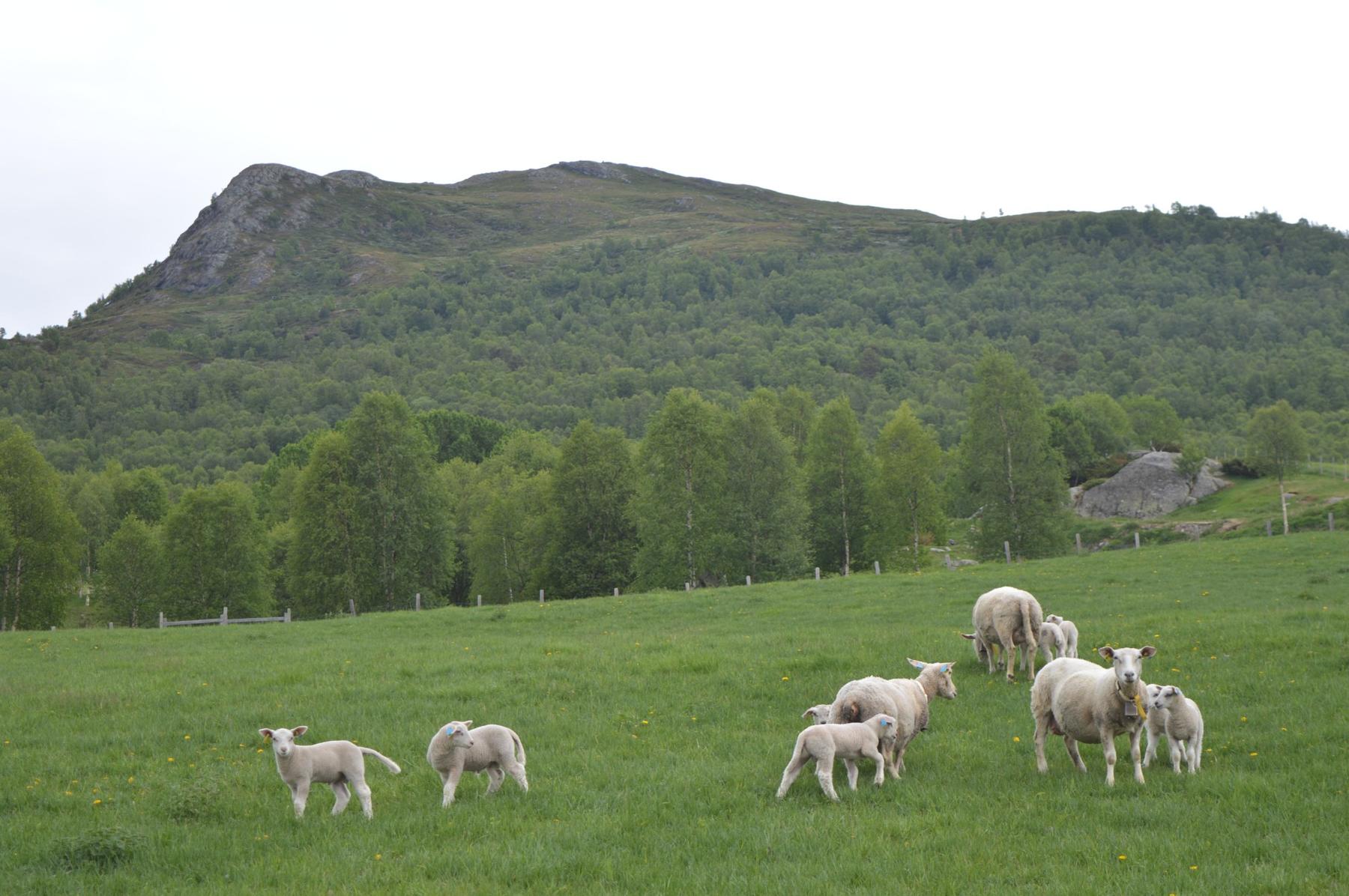 Både gode vårbeite og utmarksbeite er viktige ressursar å ha når ein skal produsere kvalitetslam. Foto: Agnete Lien Aunsmo