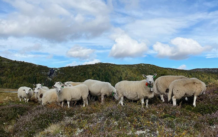 Lam i fjellet. Foto: Grethe Ringdal, Nortura Lam i fjellet. Foto: Grethe Ringdal, Nortura