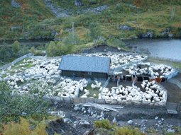 Klikk for større bilde