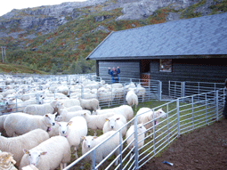 Klikk for større bilde