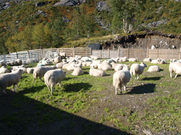 Klikk for større bilde